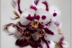 IMG_1538_a-Edit-Edit-Edit Orchidea 1