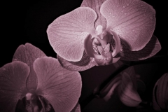 IMG_4753_lila orchidej