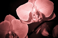 IMG_4753starorůž Orchidej