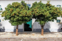 00184Portugalsko-Edit Dva stromy